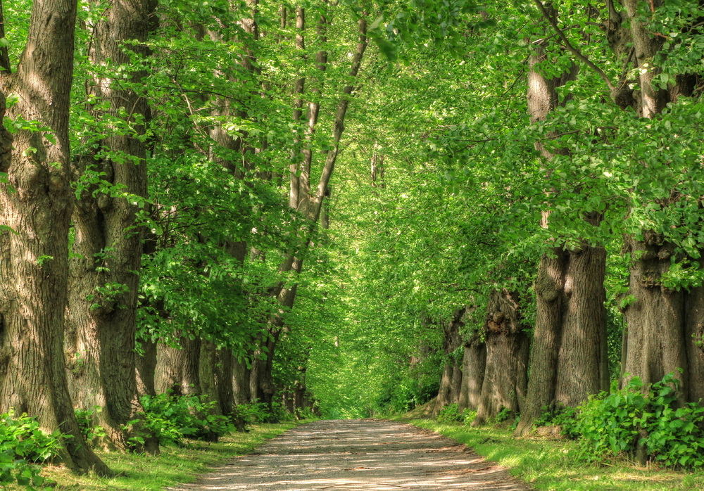 Ein grüner Natur-Tunnel...