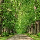 Ein grüner Natur-Tunnel...