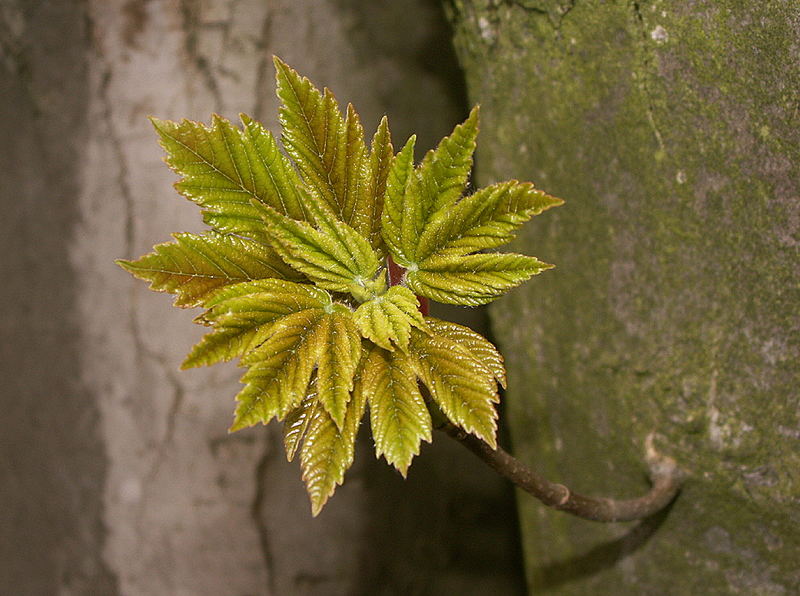 Ein "Grüner Star", der...