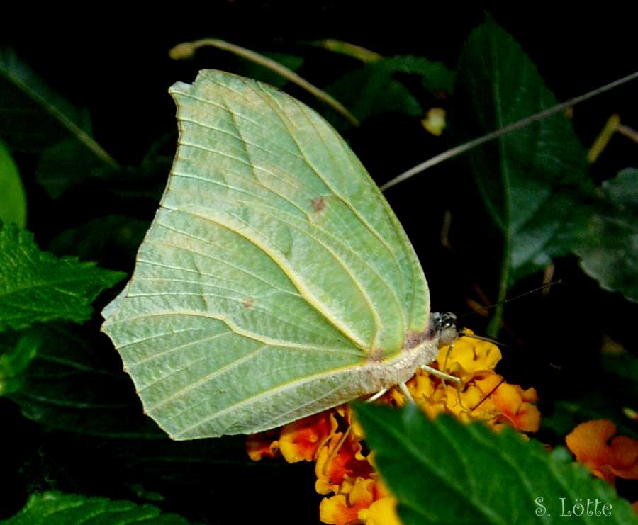 ein grünes Blatt ?