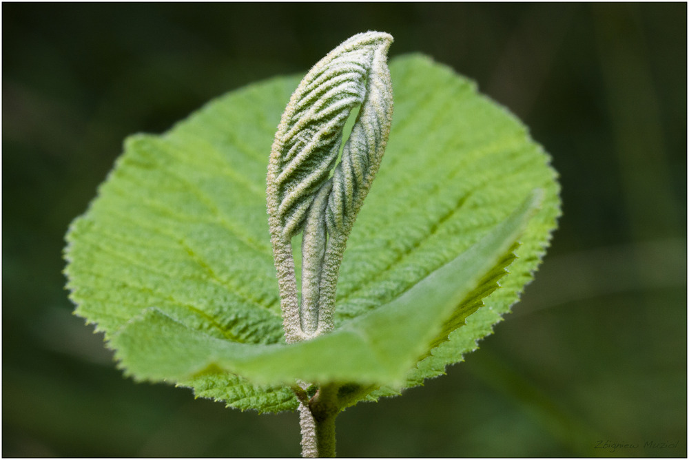 ein grünes Blatt