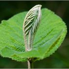 ein grünes Blatt