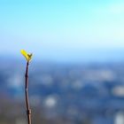 Ein grünes Blatt macht noch keinen Frühling, aber es lässt hoffen...