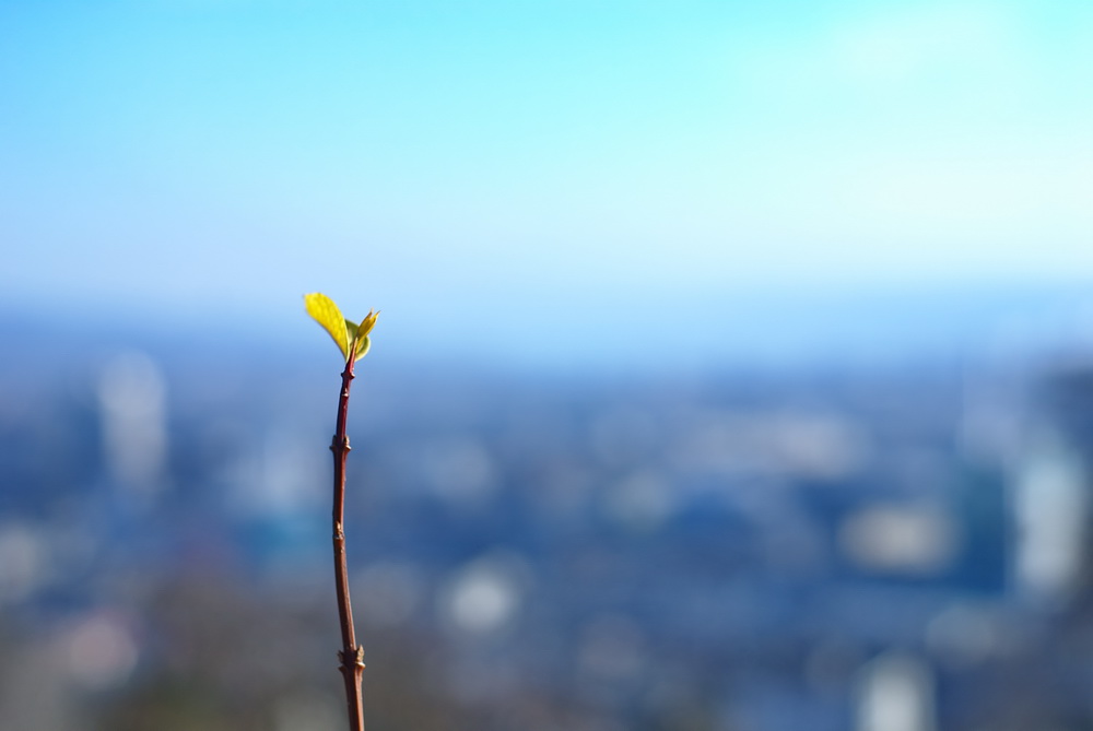 Ein grünes Blatt macht noch keinen Frühling, aber es lässt hoffen...