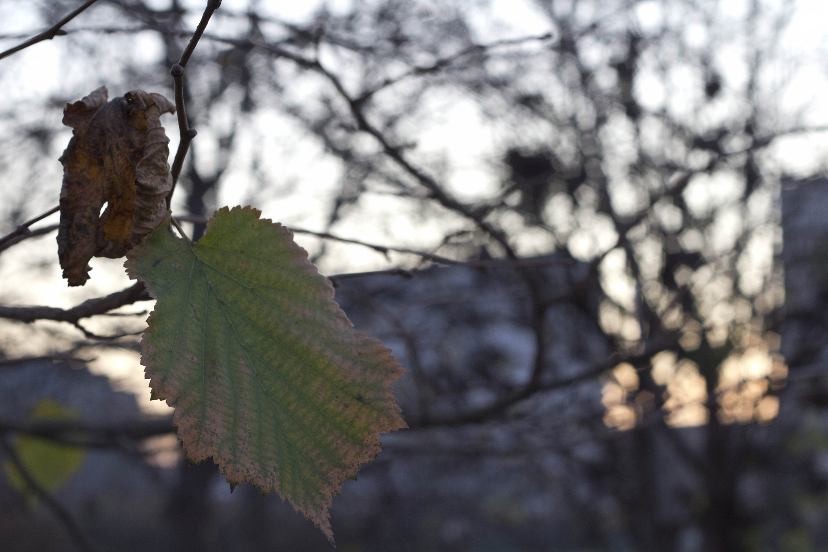 Ein grünes Blatt war noch dran