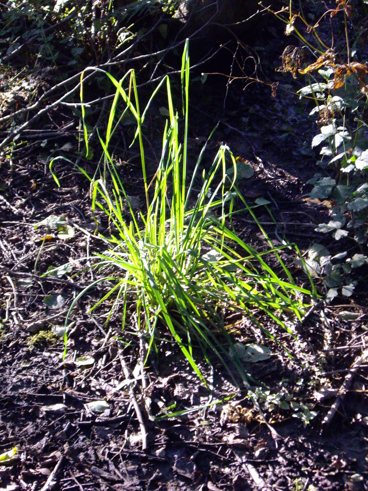 Ein grünes Gras ganz alleine im Walde...