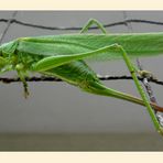 Ein Grünes Heupferd (Tettigonia viridissima) am Katzennetz.