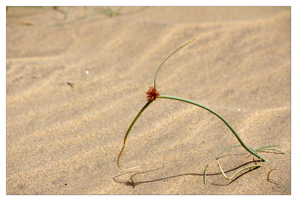 >>> Ein grünes Lebenszeichen im Sand 