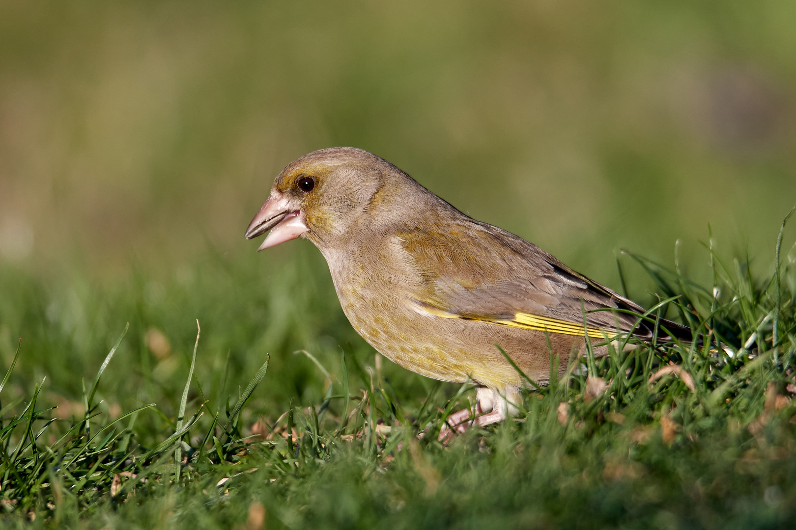 Ein Grünfink im Garten 