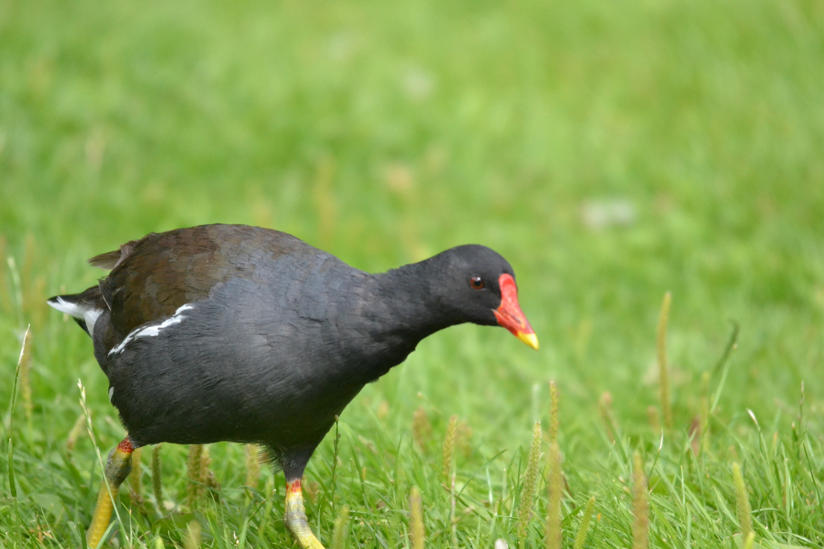 Ein grünfüssiges Teichhuhn auch Teichralle genannt (Gallinula chloropus)