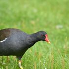 Ein grünfüssiges Teichhuhn auch Teichralle genannt (Gallinula chloropus)