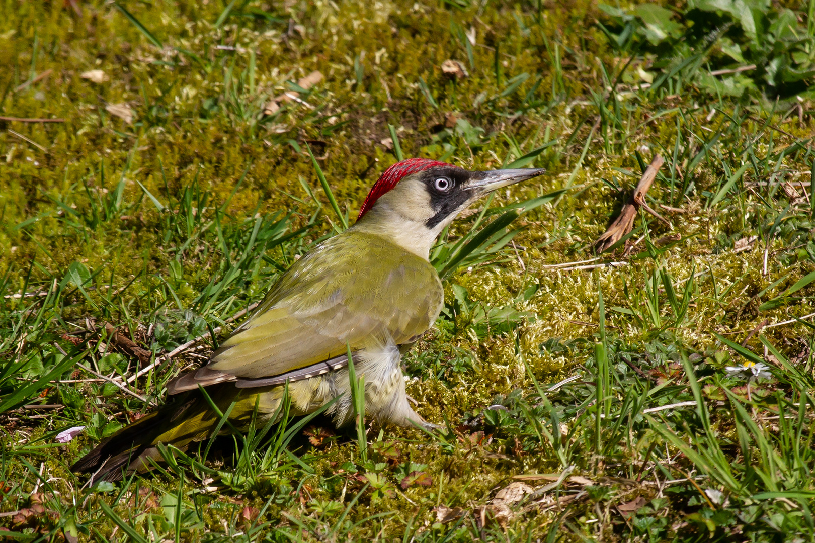 Ein Grünspecht auf der grünen Wiese