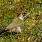 Ein Grünspecht auf der grünen Wiese