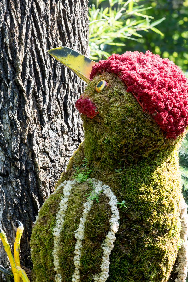 Ein Grünspecht der Gattung Flora