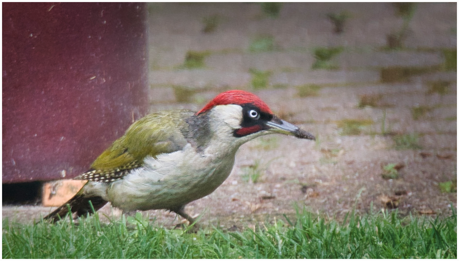 Ein Grünspecht im Garten