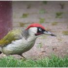 Ein Grünspecht im Garten