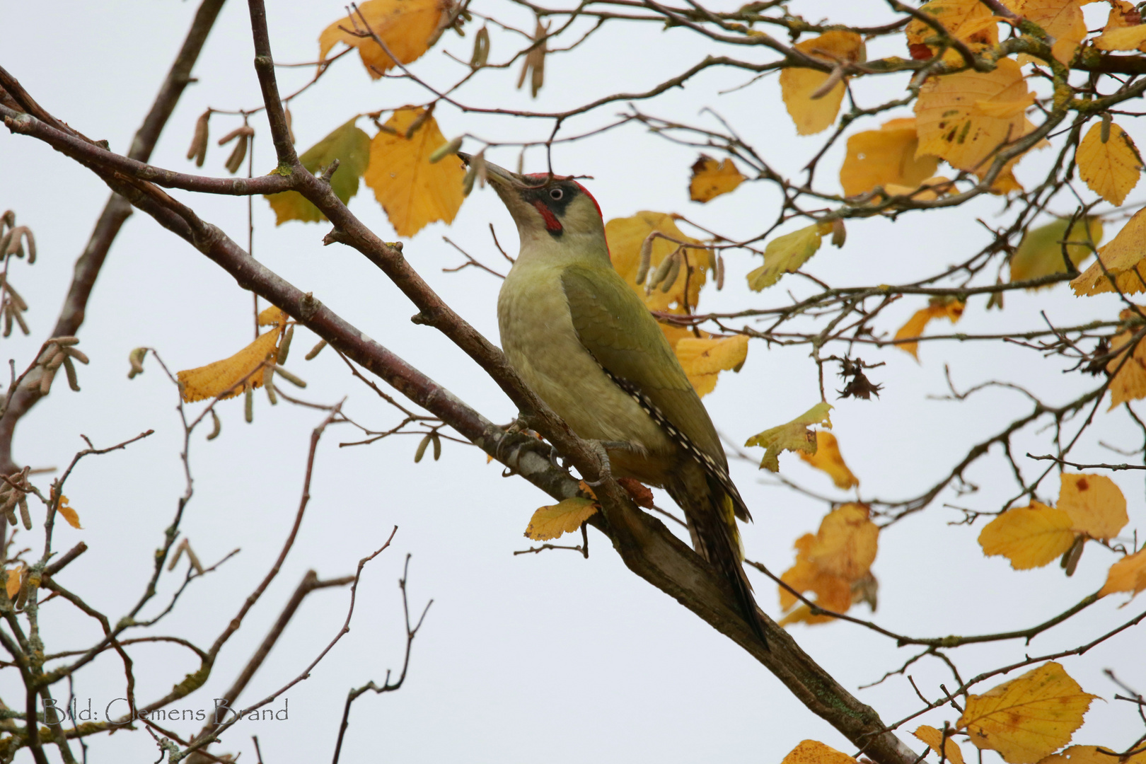 Ein Grünspecht im Herbstlaub