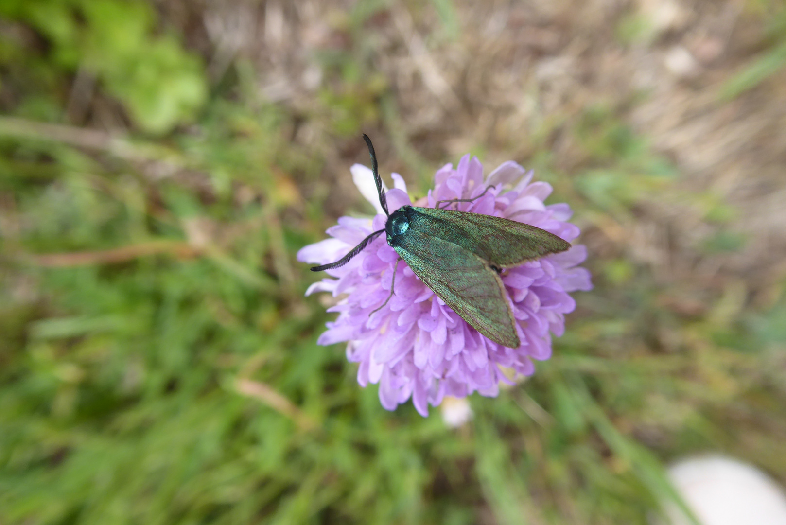 Ein Grünwidderchen auf der Scabiosa