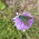 Ein Grünwidderchen auf der Scabiosa