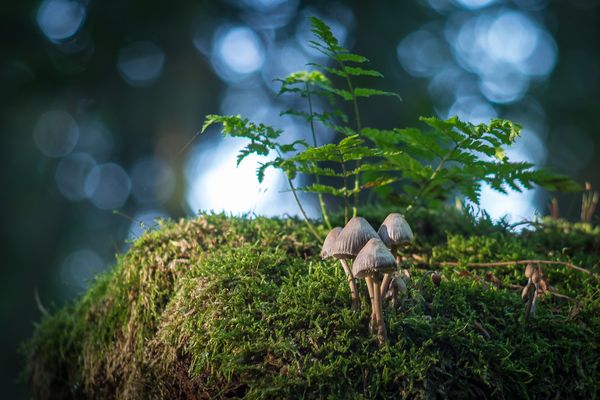 Ein Grüppchen Helmlinge mit Altglas aufgenommen...