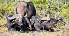 Ein Gruppe Büffel machen Ruhepause 