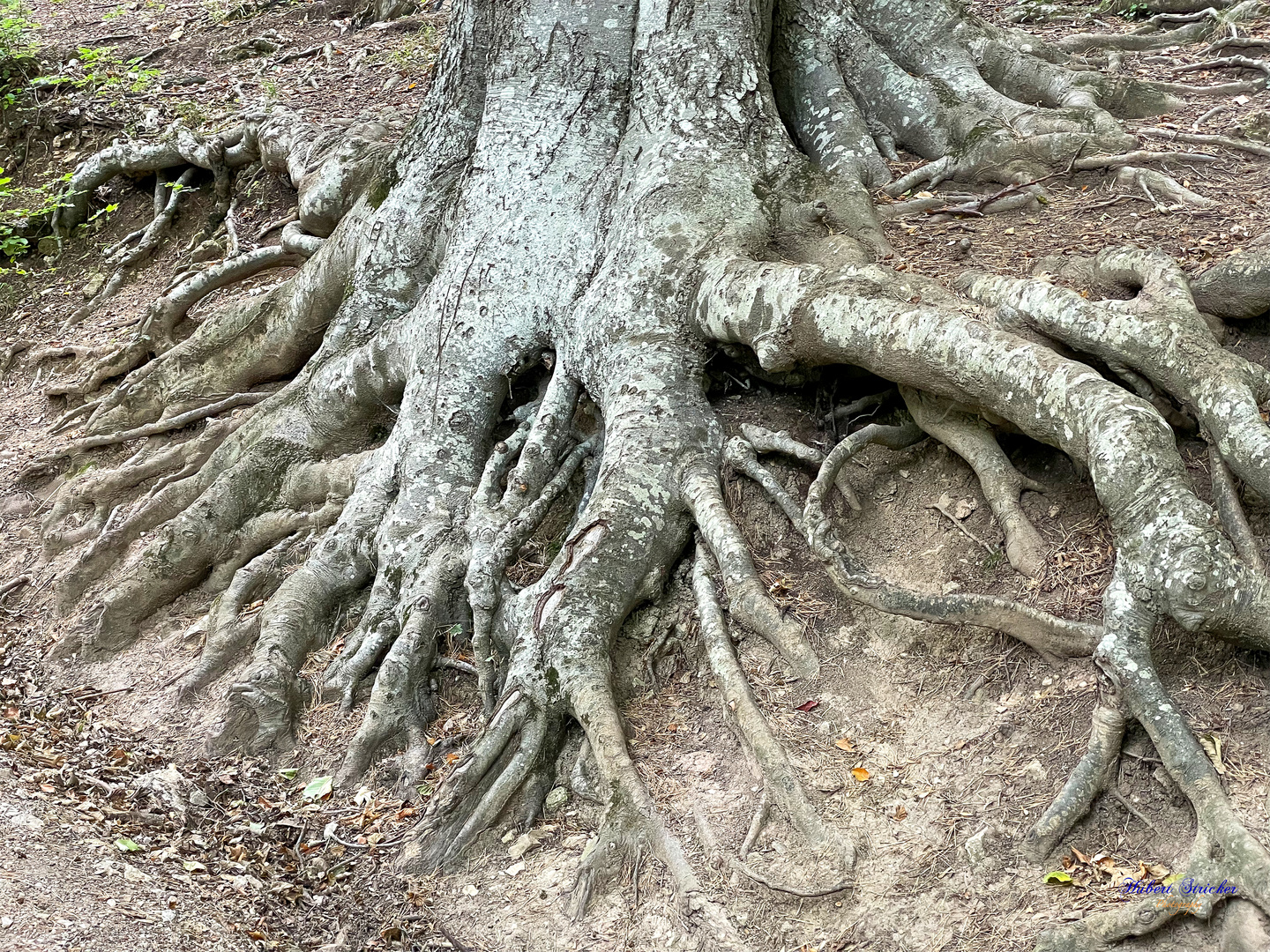 Ein gruseliger "Fuß" im Naturpark Sparbach Niederösterreich