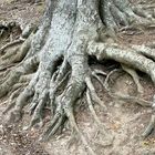 Ein gruseliger "Fuß" im Naturpark Sparbach Niederösterreich