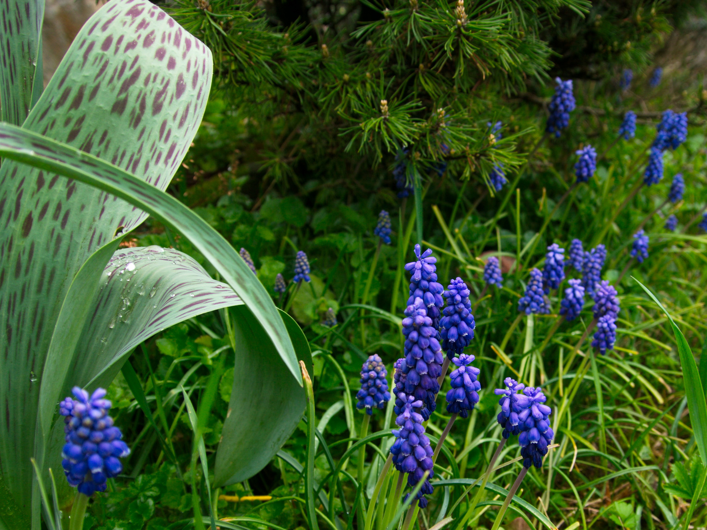 Ein Gruß an Bijane aus meinem Garten 