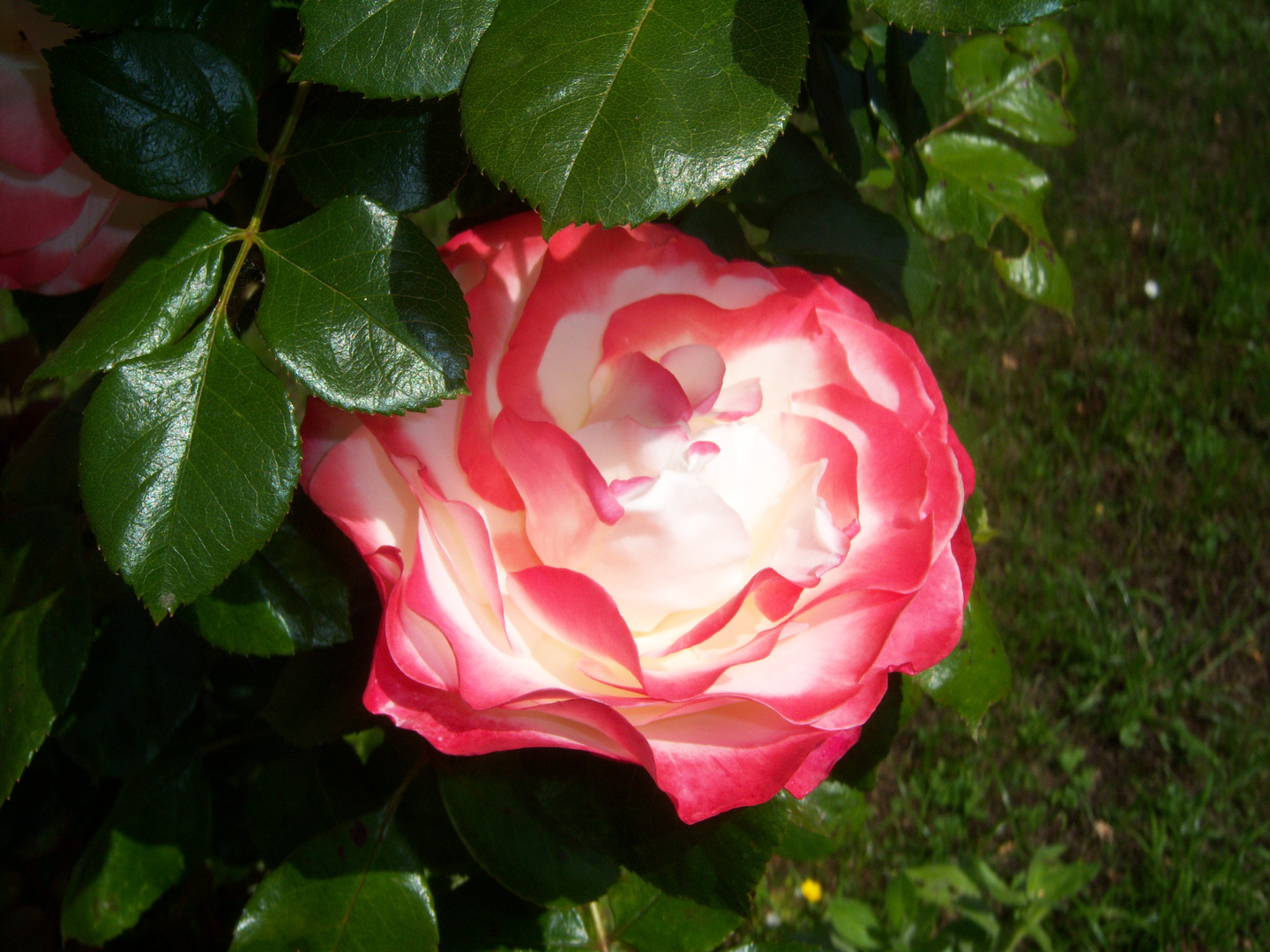 Ein Gruß an Euch alle aus unserem Garten