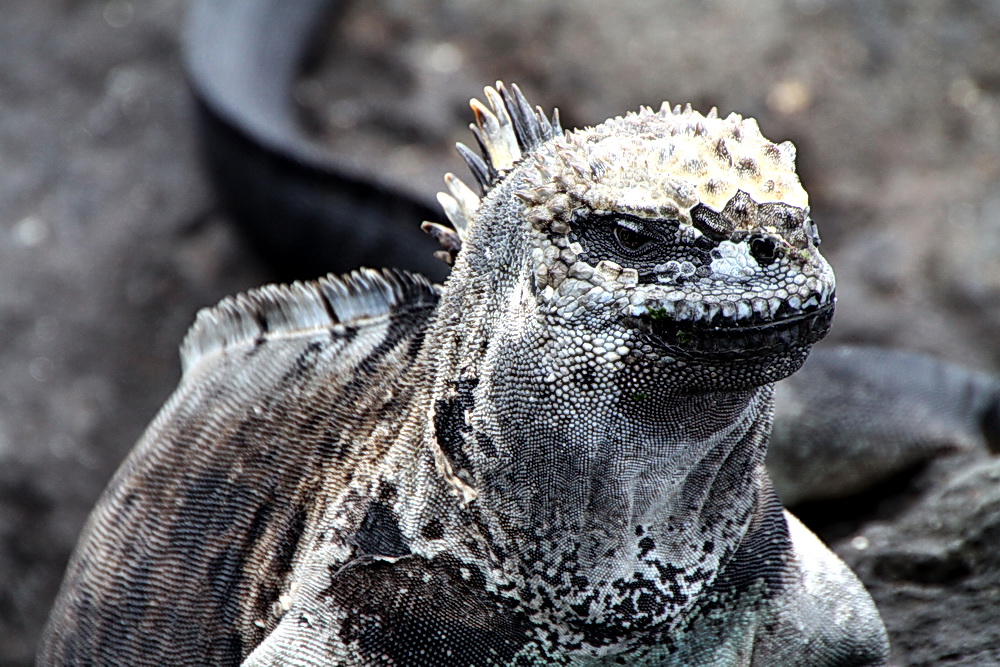 Ein Gruss an meine Freunde von den Galapagos-Inseln