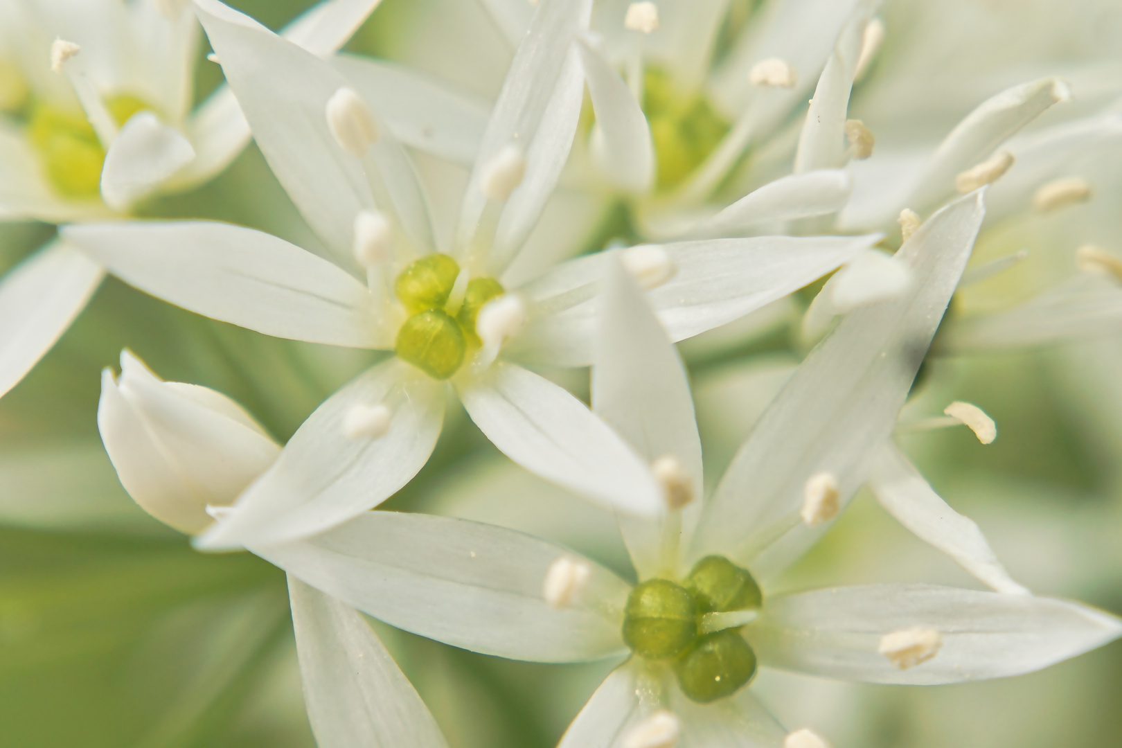 Ein Gruß aus dem Garten