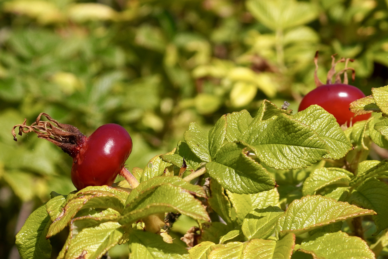 Ein Gruß aus dem Spätsommer 