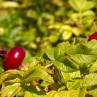 Ein Gruß aus dem Spätsommer 