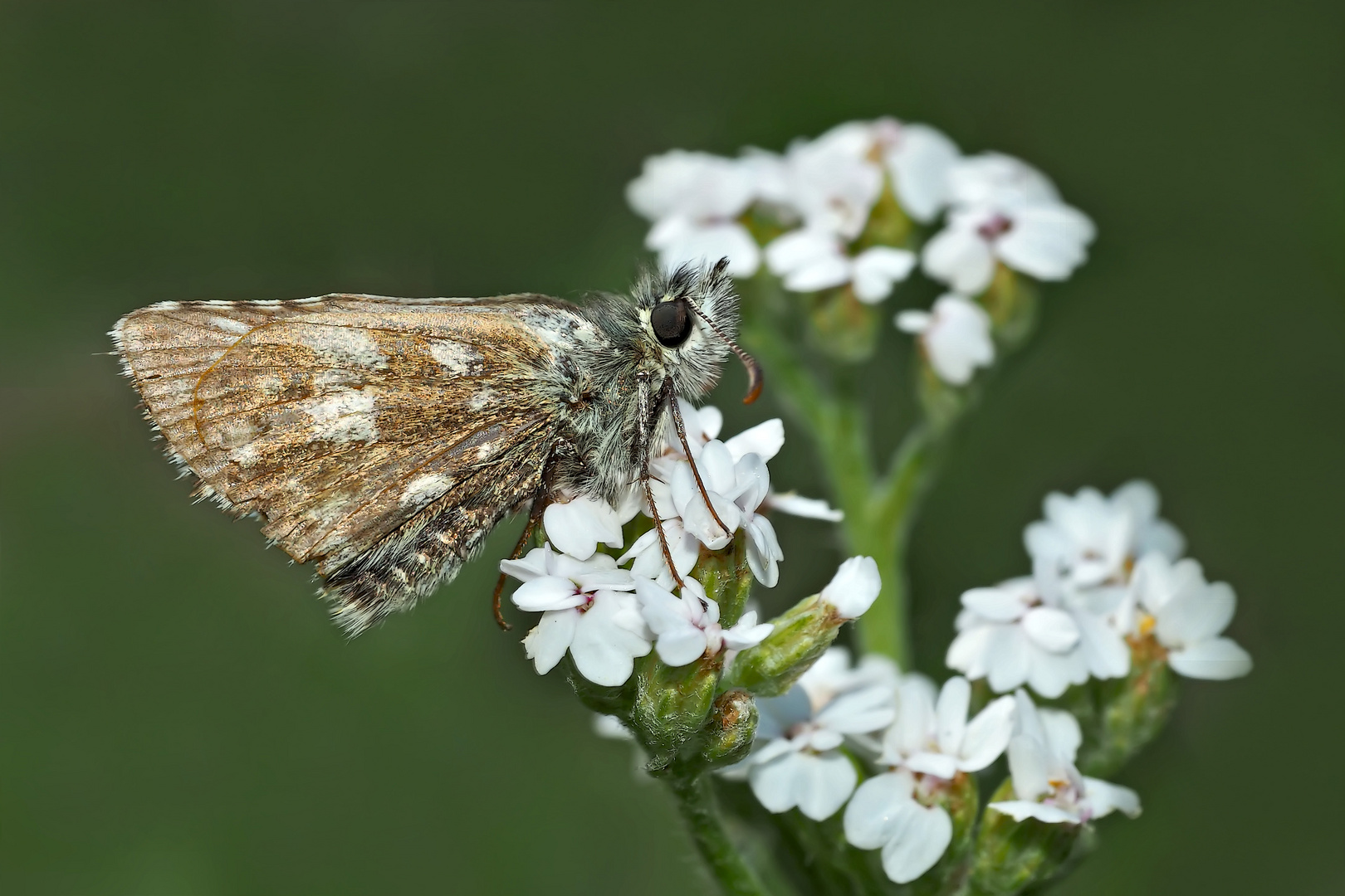 Ein Gruss aus den Bergen von einem Dickkopffalter (Pyrgus). - Un papillon de jour de la montagne.