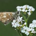 Ein Gruss aus den Bergen von einem Dickkopffalter (Pyrgus). - Un papillon de jour de la montagne.