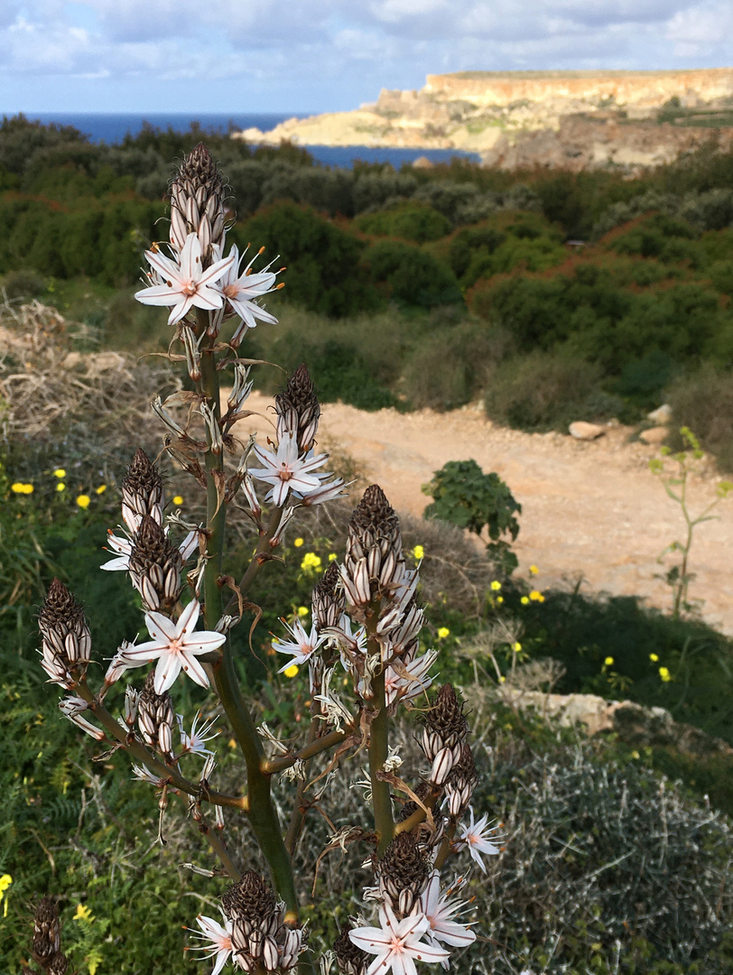 Ein Gruß aus Malta