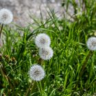 ein Gruss aus meinem Garten - DSC_8749