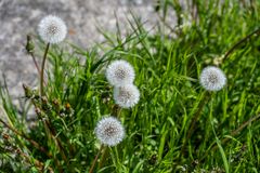 ein Gruss aus meinem Garten - DSC_8749