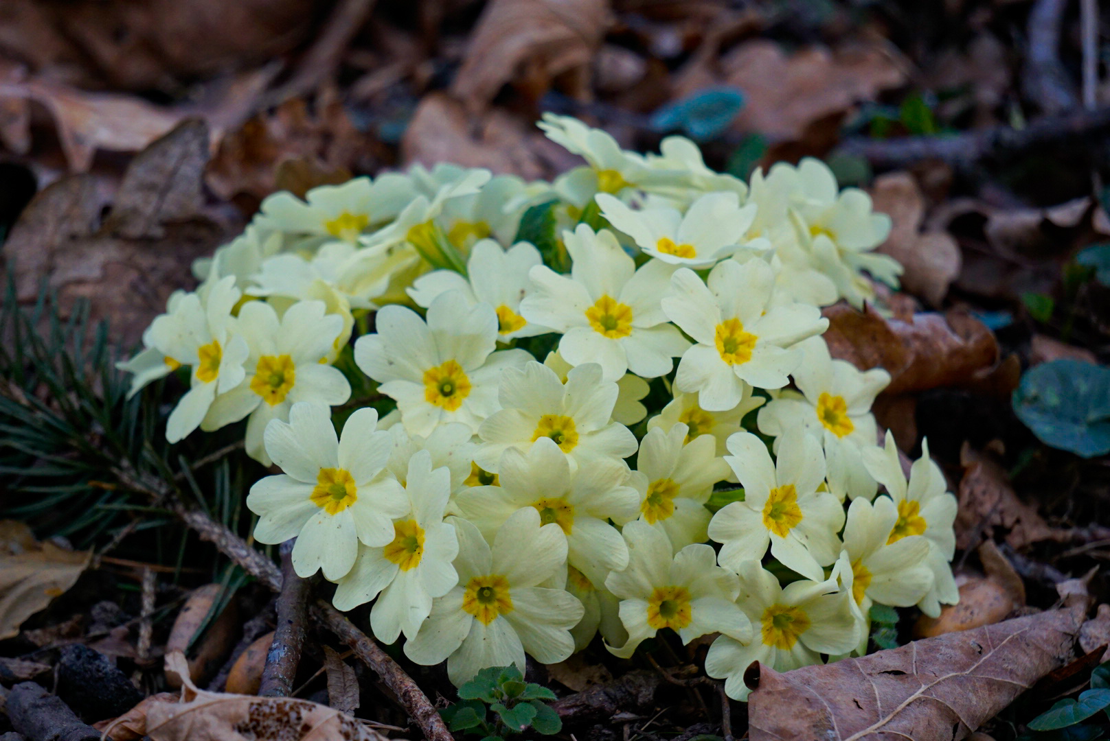 Ein Gruß vom Frühling 