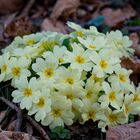 Ein Gruß vom Frühling 