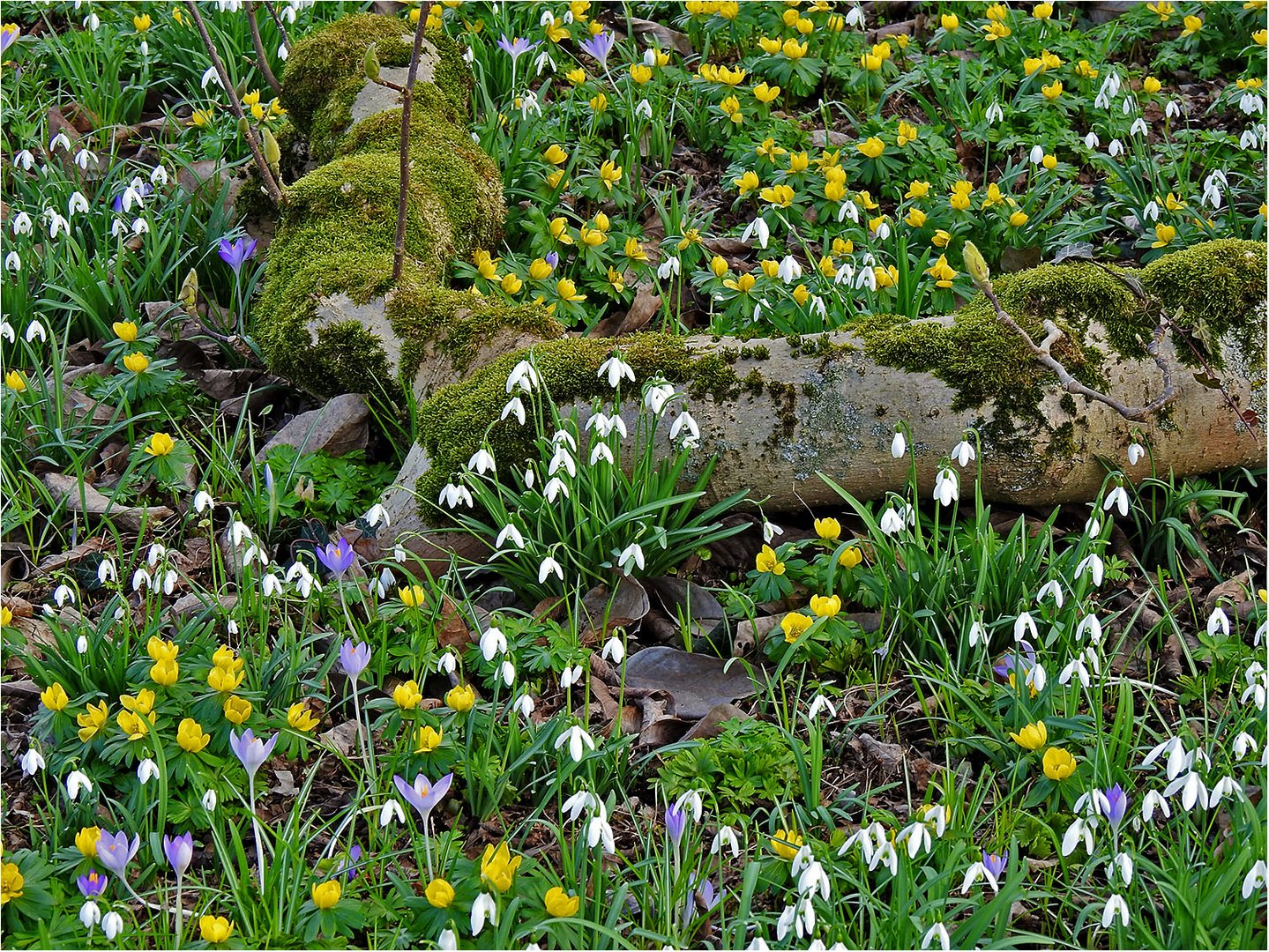 Ein Gruß vom Frühling