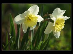 Ein Gruß vom Frühling