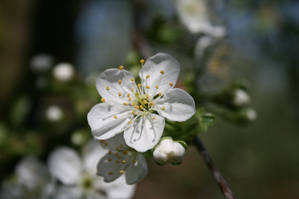 Ein Gruß vom Frühling