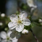 Ein Gruß vom Frühling