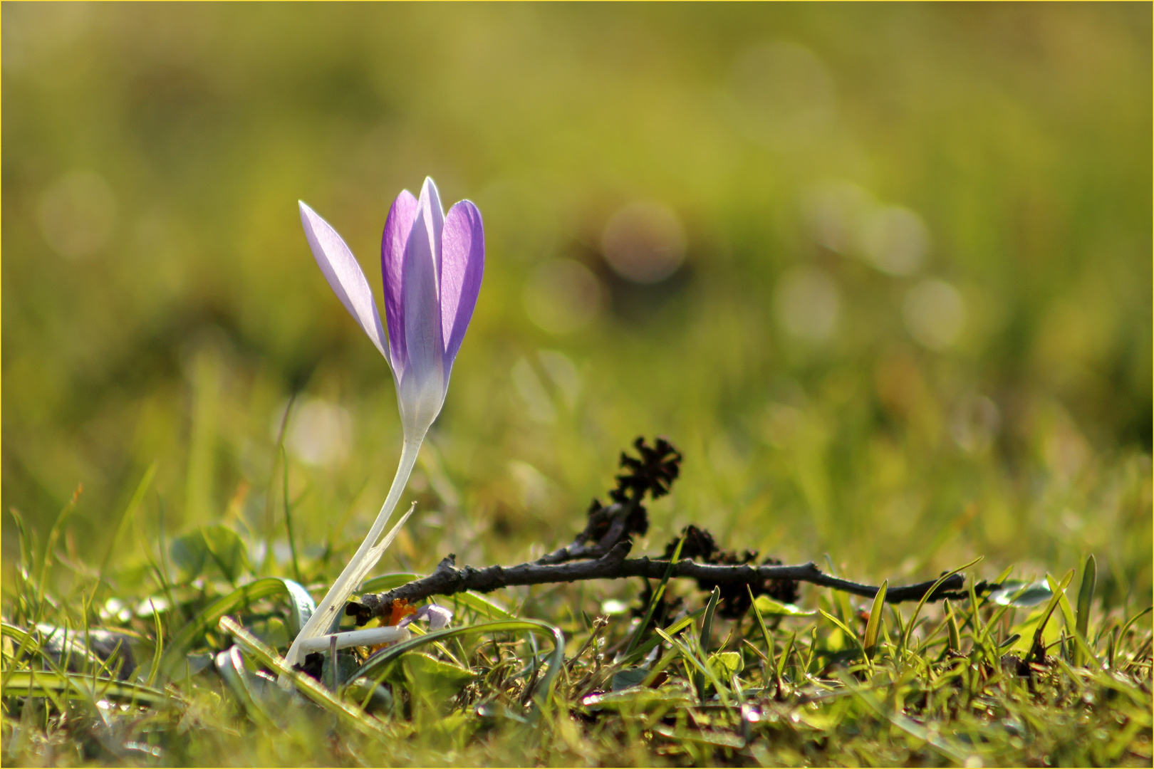 Ein Gruß vom Frühling