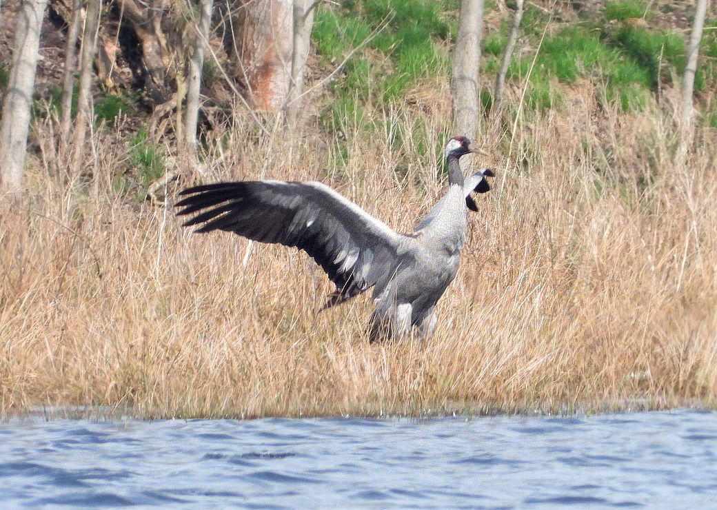 Ein Gruß vom Grus grus (4)