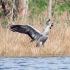 Ein Gruß vom Grus grus (4)