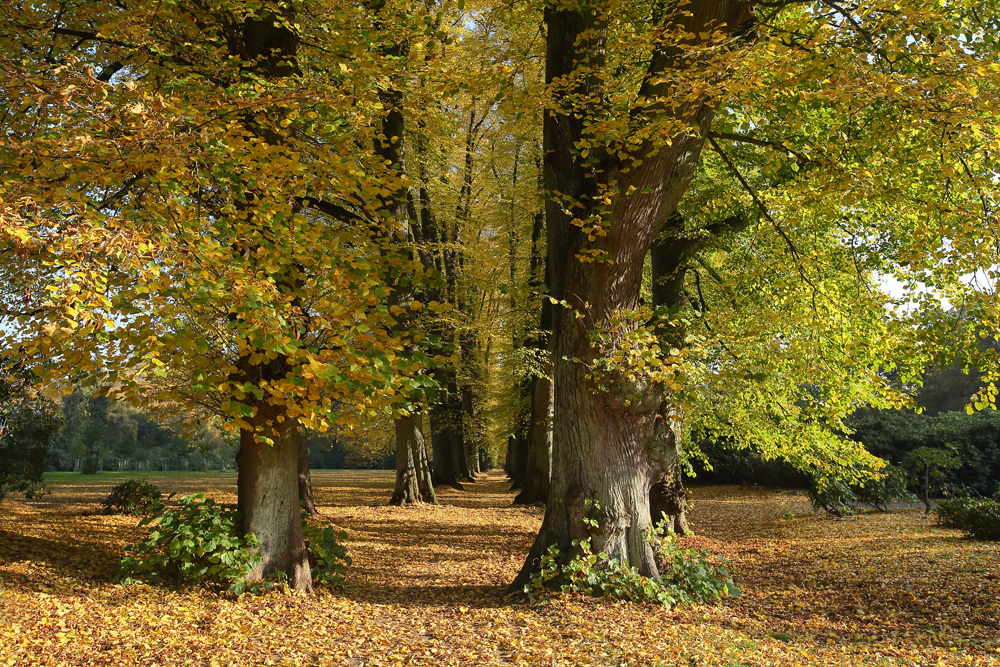 Ein Gruß vom Herbst