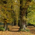 Ein Gruß vom Herbst