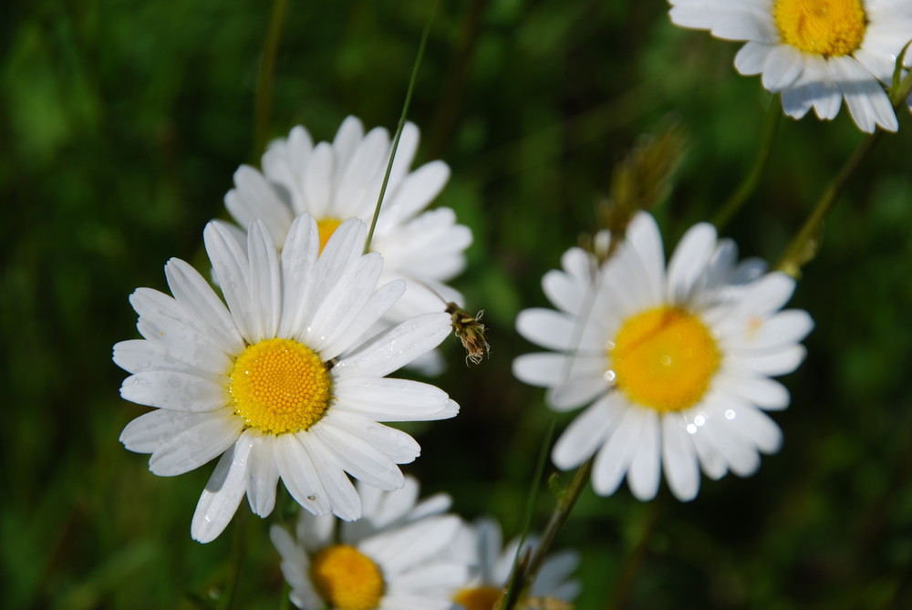 ein Gruß vom Sommer